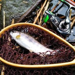 小川でミノーイング