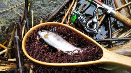 小川でミノーイング