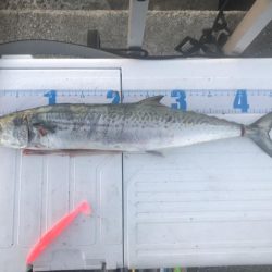 Tオヤジの青物退治物語