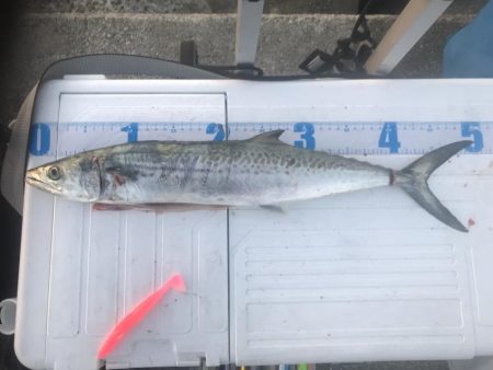 Tオヤジの青物退治物語