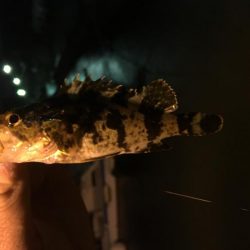 暴風雨ライトゲーム