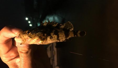 暴風雨ライトゲーム