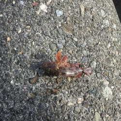 フカセ釣りチヌ