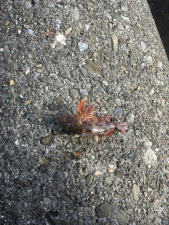 フカセ釣りチヌ