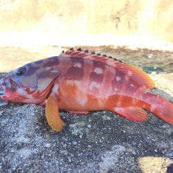 鬼ヶ城でショアジギ