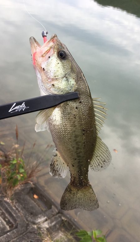 子バス釣り