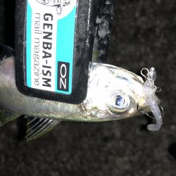 癒しのアジング