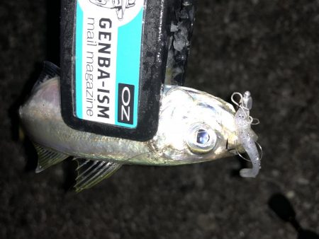 癒しのアジング