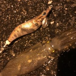 イカ３種＋渡蟹