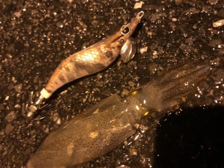 イカ３種＋渡蟹