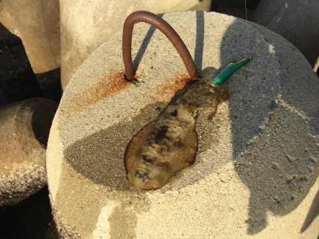 シャローで秋エギング