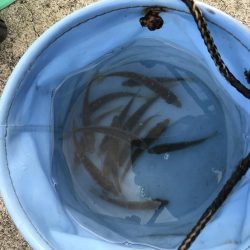 淡路遠征。あじフィーバー