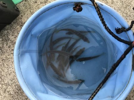 淡路遠征。あじフィーバー