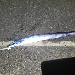 タチウオワインド＆アジング