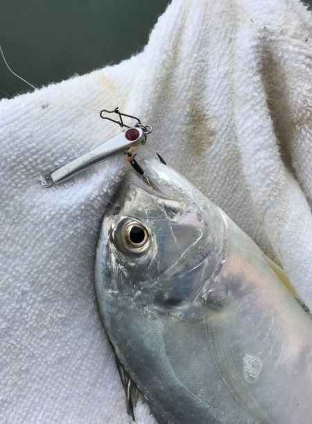 セイゴ〜メッキ