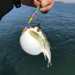 初サゴシ&驚きの魚