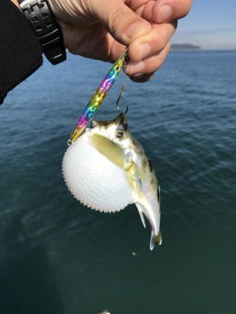 初サゴシ&驚きの魚