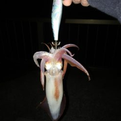 時期外れの剣先イカ