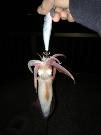 時期外れの剣先イカ