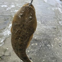 久々のマゴチ‼️