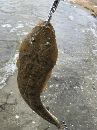 久々のマゴチ‼️