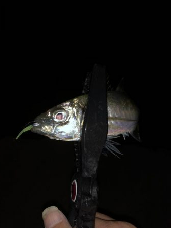 久しぶりにアジング！