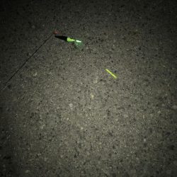 タチウオ高活性。