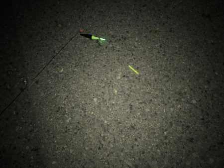 タチウオ高活性。