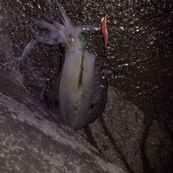 今年ラストの秋イカ