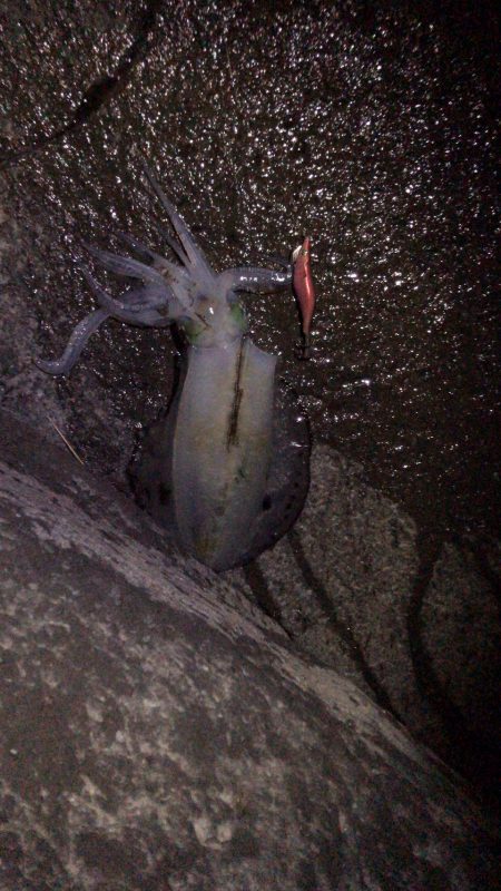 今年ラストの秋イカ