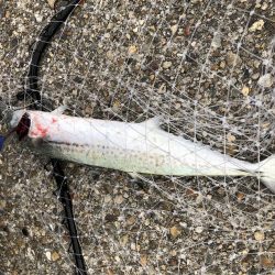 タチ狙いのはずが人生初ブルー