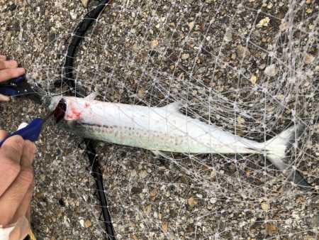 タチ狙いのはずが人生初ブルー