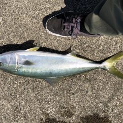 飲ませしか食わんかった