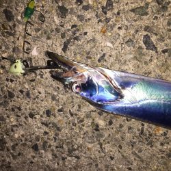 今日もタッチー釣れました。