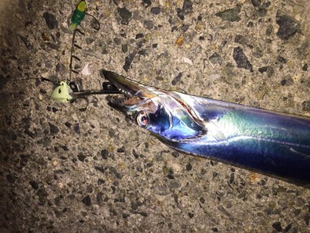 今日もタッチー釣れました。