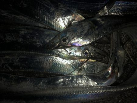 タチウオのちサバ