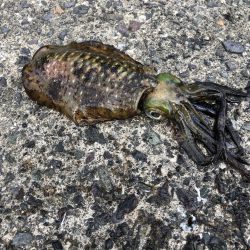 満月大潮なので・・・