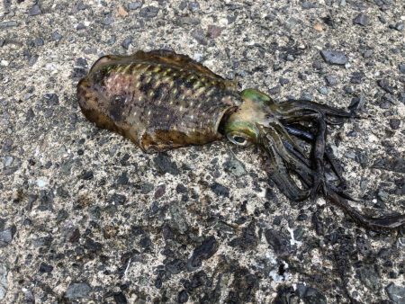 満月大潮なので・・・