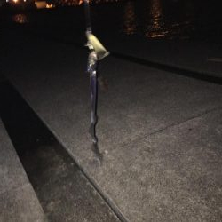 初!ポーアイ沖堤防へ!IP26で黒鯛釣れる!!.