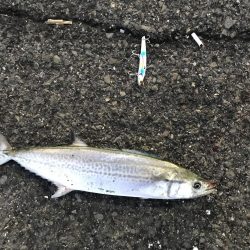 プリプリのサゴシ