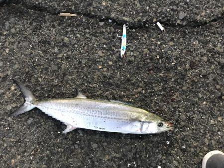 プリプリのサゴシ