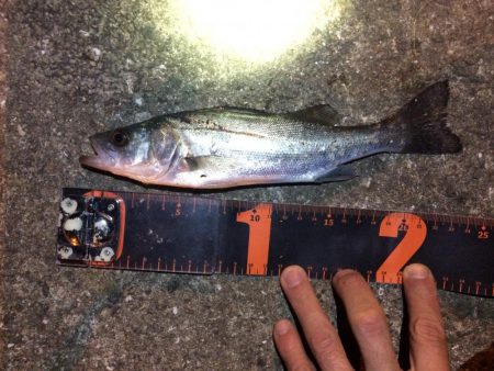 アジングのはずが