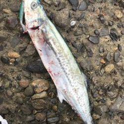 アオリイカメジロ太刀魚色々狙ってみるも