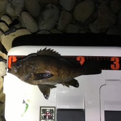 泉南アジ、メバル