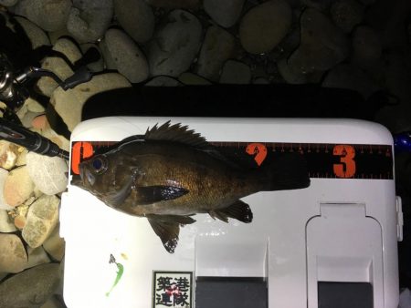 泉南アジ、メバル