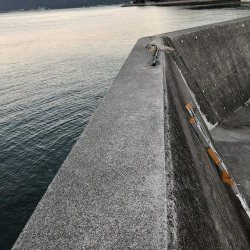 ライトショアジギング