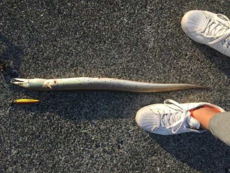 青物を求めて。