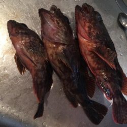 とりあえずガシラ