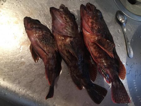 とりあえずガシラ