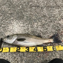 メジロ！シーバス！タチウオ！